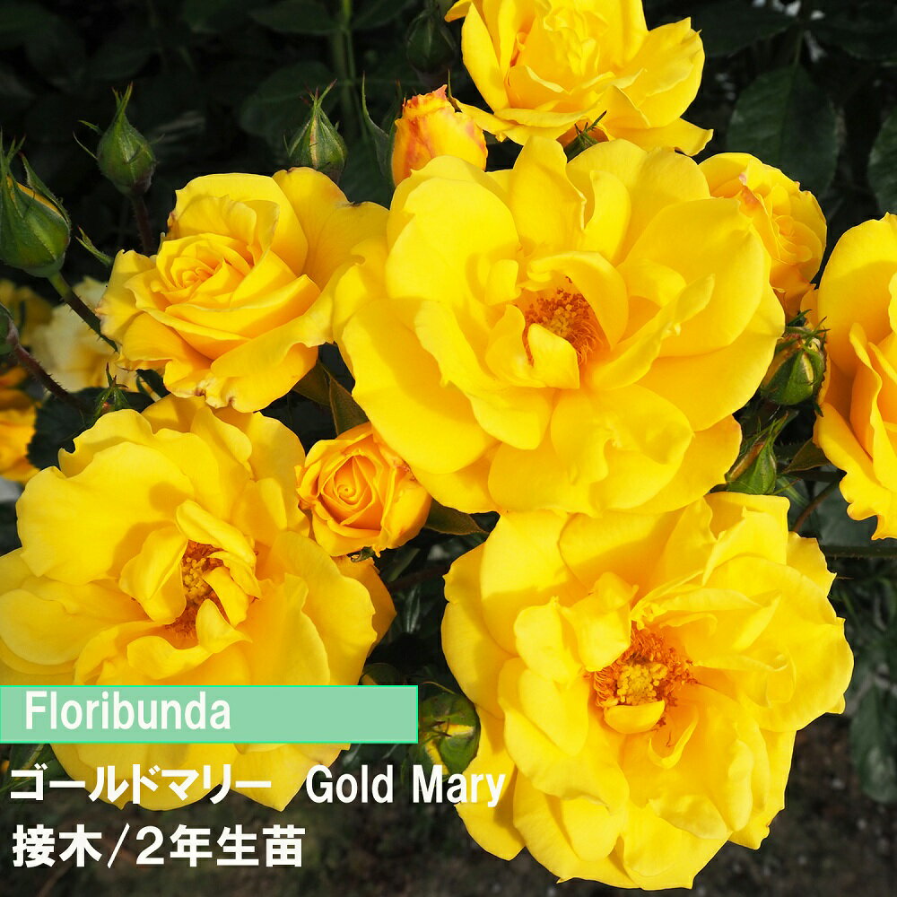 バラ　FL　ゴールドマリー　接木　2年生苗　4寸　1鉢　人気のバラ　送料無料病気に強い　初めてのバラ..