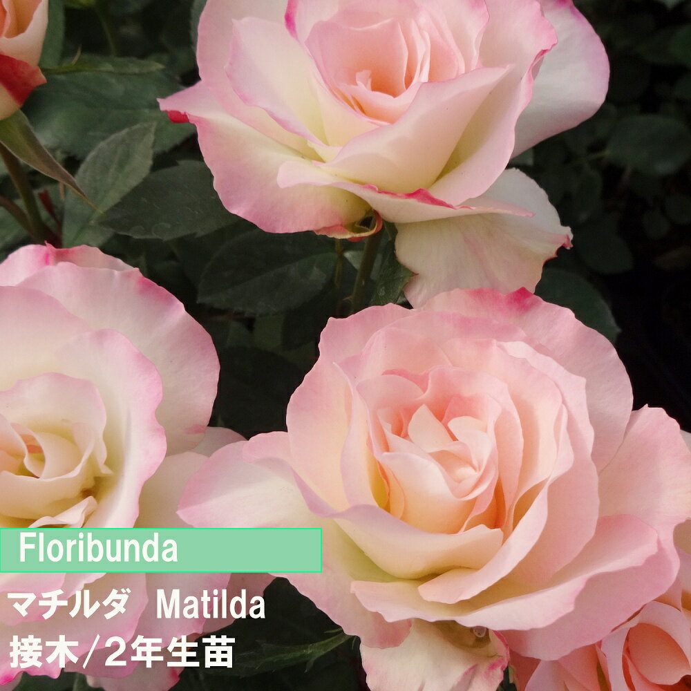 バラ　FL　マチルダ　接木　2年生苗　4寸　1鉢　人気のバラ　送料無料病気に強い　初めてのバラ　バラ香り　ピンクのバラ　農家さんおすすめバラ　有名なバラ　色が変化するバラのサムネイル