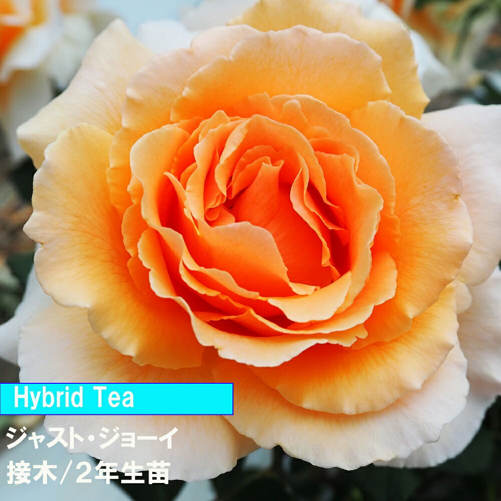 バラ　HT　ジャスト　ジョーイ　接木　2年生苗　4寸　1鉢　人気のバラ　送料無料　病気に強い　初めて..