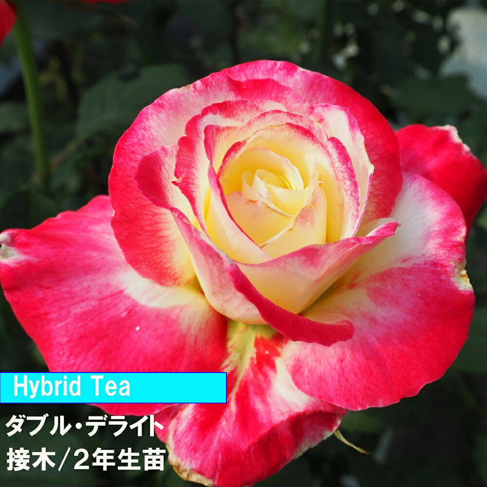 バラ　HT　ダブルデライト　接木　2年生苗　4寸　1鉢　人気のバラ病気に強い　初めてのバラ　バラ香り..