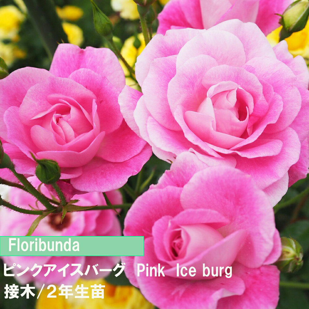 バラ　FL　ピンクアイスバーグ　接木　2年生苗　4寸　1鉢　人気のバラ　送料無料トゲ少ないバラ　初め..
