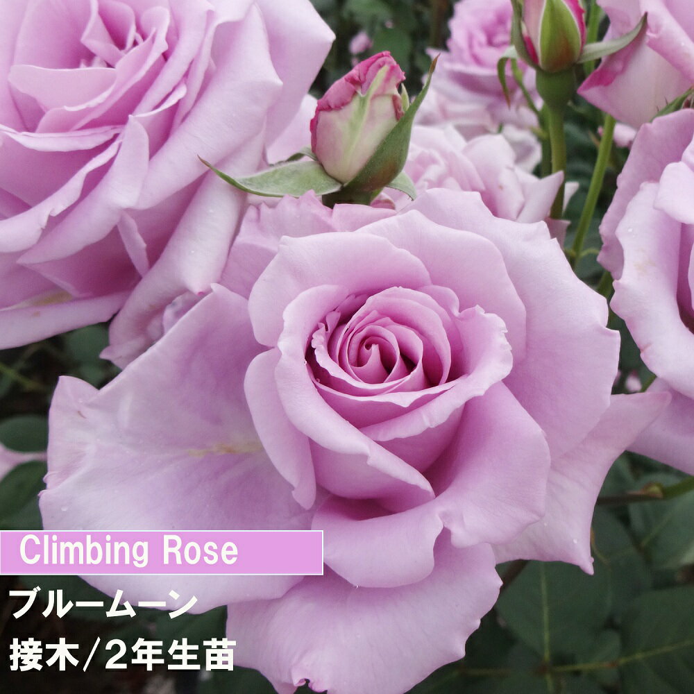バラ　CL　ブルームーン　接木　2年生苗　4寸　1鉢　人気のバラ　送料無料強いバラ　初めてのバラ　バ..