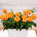クロサンドラ サマーキャンドル 3.5寸 10.5cmポリポット苗 花 花苗 夏のガーデニング 季節の花 園芸 ガーデニング ガーデン