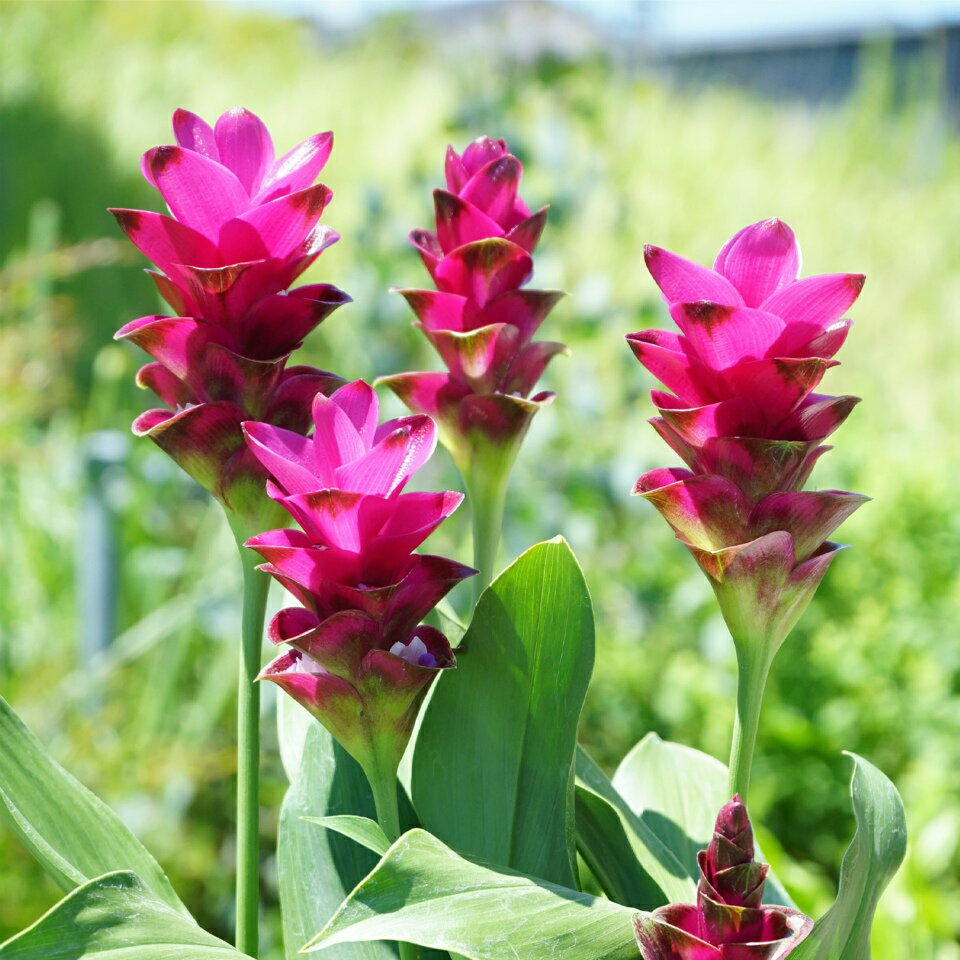 クルクマ　バンコクルビー　季節の花　花　花苗　園芸　ガーデニング　ガーデン 夏に強い花のサムネイル