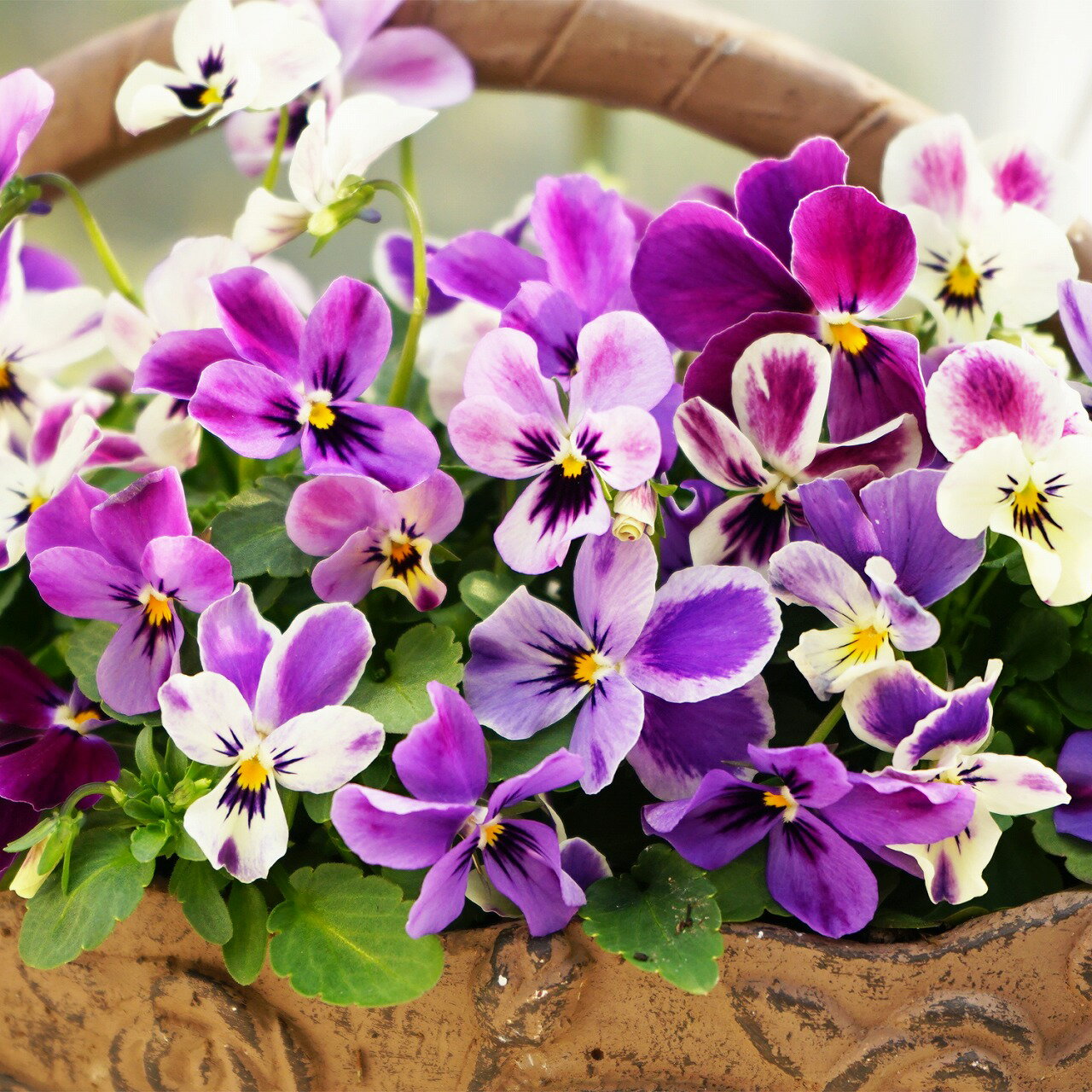 ビオラ　ラビット系　パープルグラデーション　花色ミックス　花　花苗　園芸　ガーデニングのサムネイル