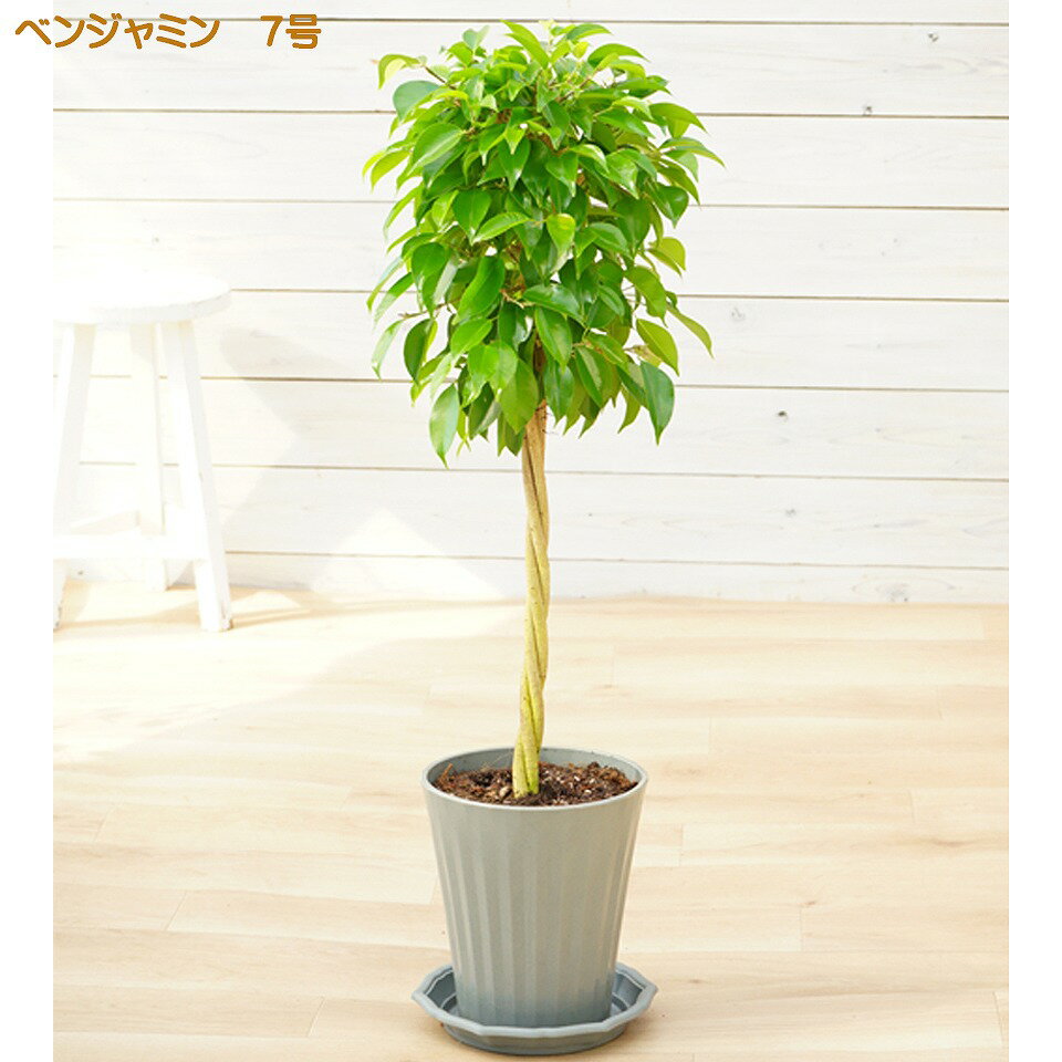 楽天市場】ベンジャミン 観葉植物(サイズ(植木鉢)7 ~ 9号 楽天市場】ベンジャミン 観葉植物(サイズ(植木鉢)7 ~ 9号