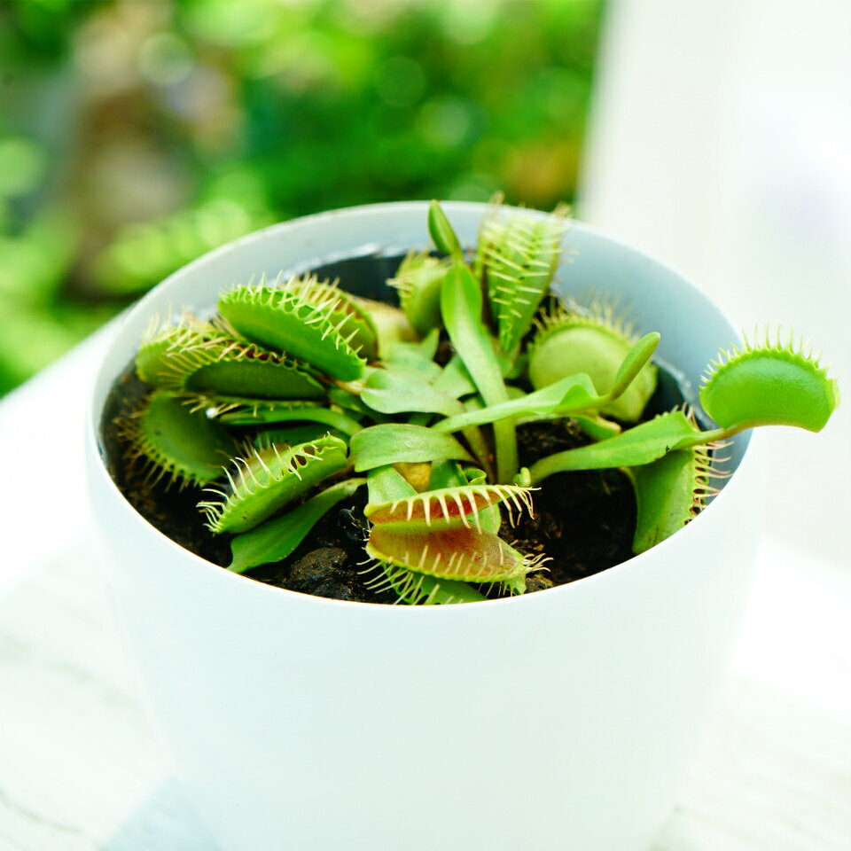 食虫植物　ディオネア　ハエトリソウ　1鉢　プラ鉢　園芸　ガーデニングのサムネイル