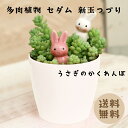 セダム 新玉つづり うさぎのかくれんぼ 1鉢 プラ鉢 観葉植物 多肉植物 園芸 ガーデニング
