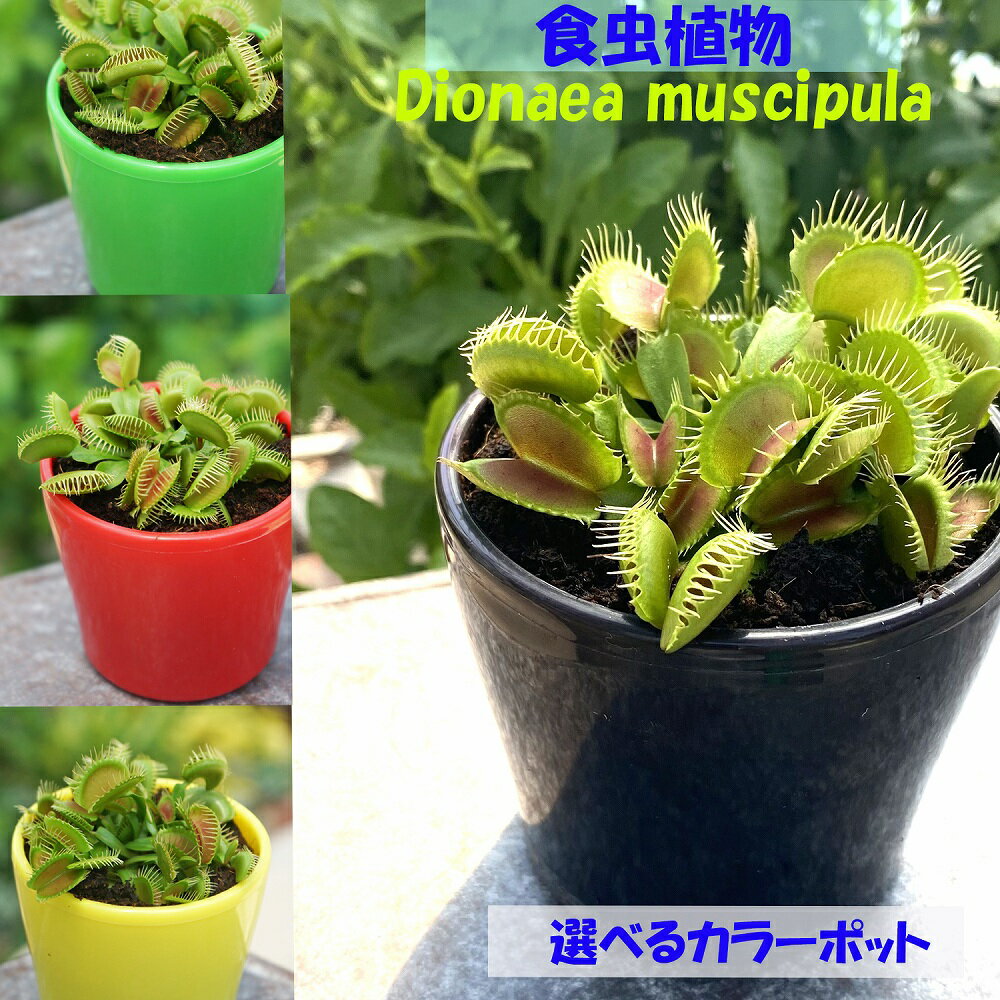 観葉植物食虫植物ディオネアハエトリ...