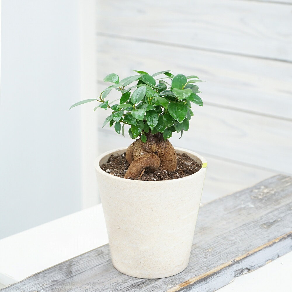 観葉植物　ガジュマル　土にかえるポット　4号鉢　1鉢　選べる鉢色　バンブーファイバーエコポット　インテリアグリーン　園芸　ガーデニング