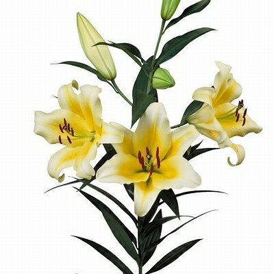 2025年　ユリ　球根　オリエンタル系　カサブランカ　黄色　1球　2球　豪華　特大球　ユリ球根　イエロー　オランダ直輸入　初心者おすすめ　送料無料