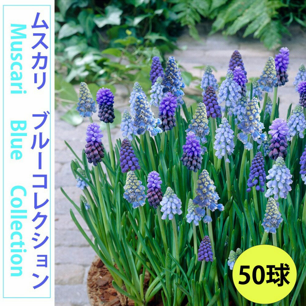 ムスカリ　球根　ブルーコレクション50球　どっさりおすすめムスカリ　色分けなし　ブルーの小花　秋植え球根　小花　かわいい小花　小球根初心者におすすめ　栽培簡単　オランダ直輸入　植えっぱなし球根