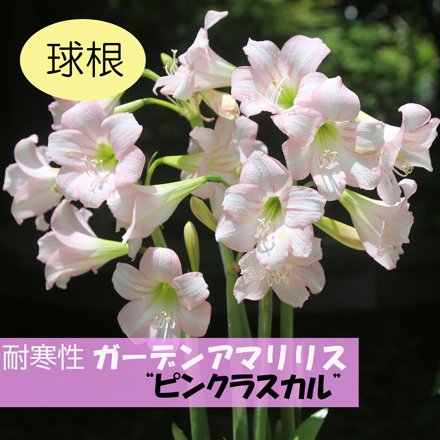 楽天市場】ピンク(種類(植物)アマリリス)(花の球根|球根 楽天市場】ピンク(種類(植物)アマリリス)(花の球根|球根