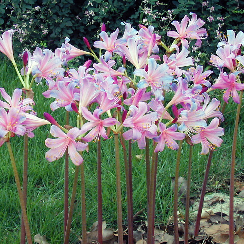 リコリス スプレンゲリー 球根 彼岸花 ヒガンバナ 青桃花 ピンクブルー 紫狐の剃刀 ムラサキキツネノカミソリ 園芸 ガーデニング