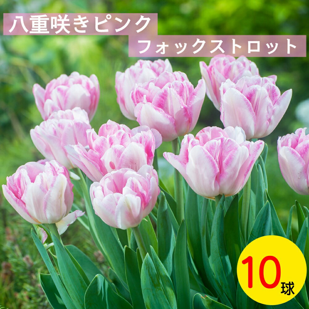 チューリップ　ピンク　フォックストロット　八重咲き　球根　10球　Tulip bulb Pink Foxtrot　今が植え時☆　チューリップ　球根　おまかせ　初心者におすすめ　栽培簡単　オランダ直輸入　新鮮チューリップ　人気品種