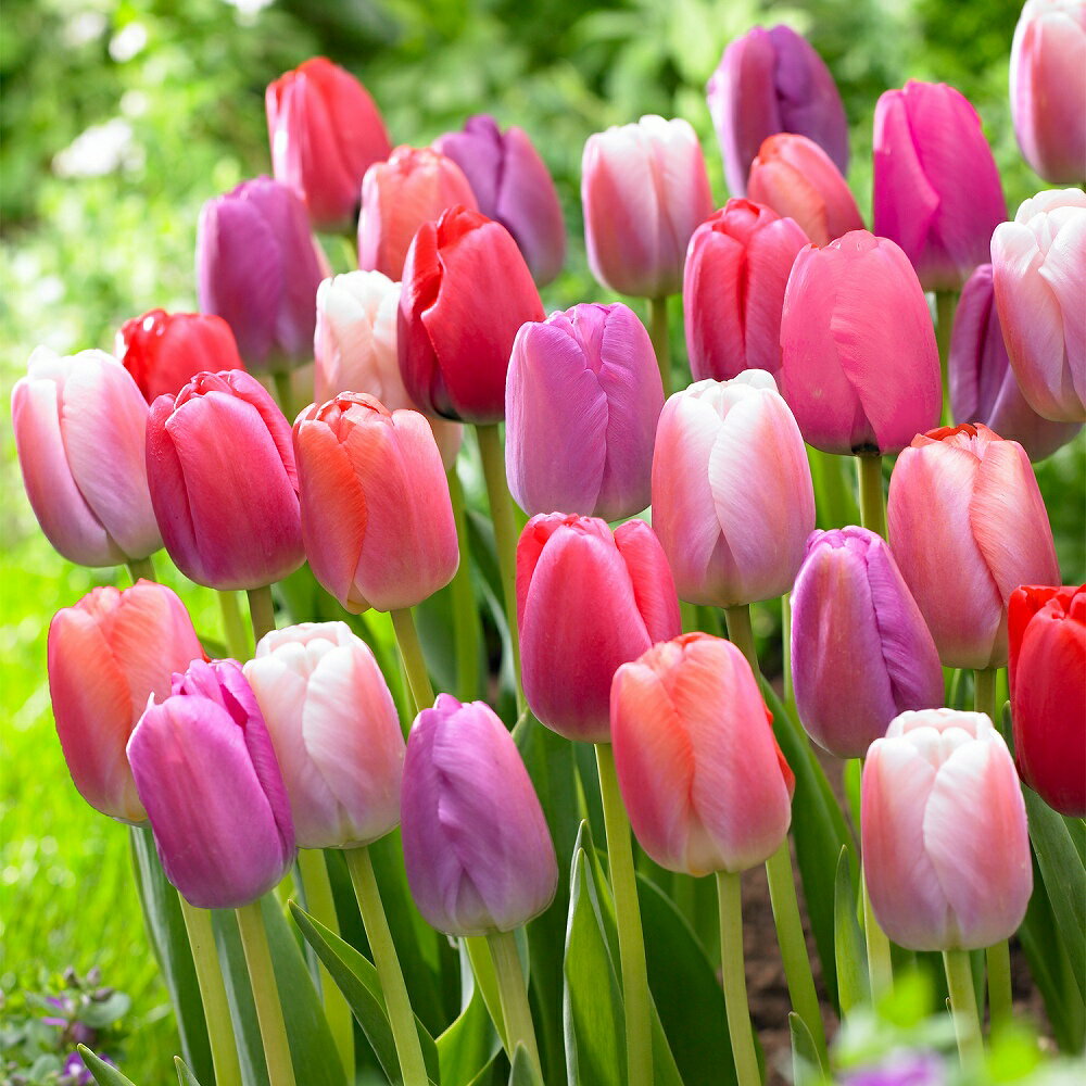 チューリップ球根　ピンク大好きミックス　3種12球　今が植え時☆　チューリップ　球根　おまかせ　初心者におすすめ　栽培簡単　オランダ直輸入　新鮮チューリップ