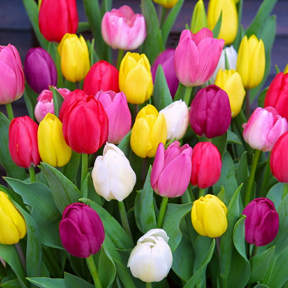 チューリップ　推奨品国産球　100球　5色　色分けあり　Tulip Made in Japan　チューリップ球根　秋植え　今が植え時☆　おまかせ　初心者におすすめ　栽培簡単　オランダ直輸入　新鮮チューリップ　人気品種