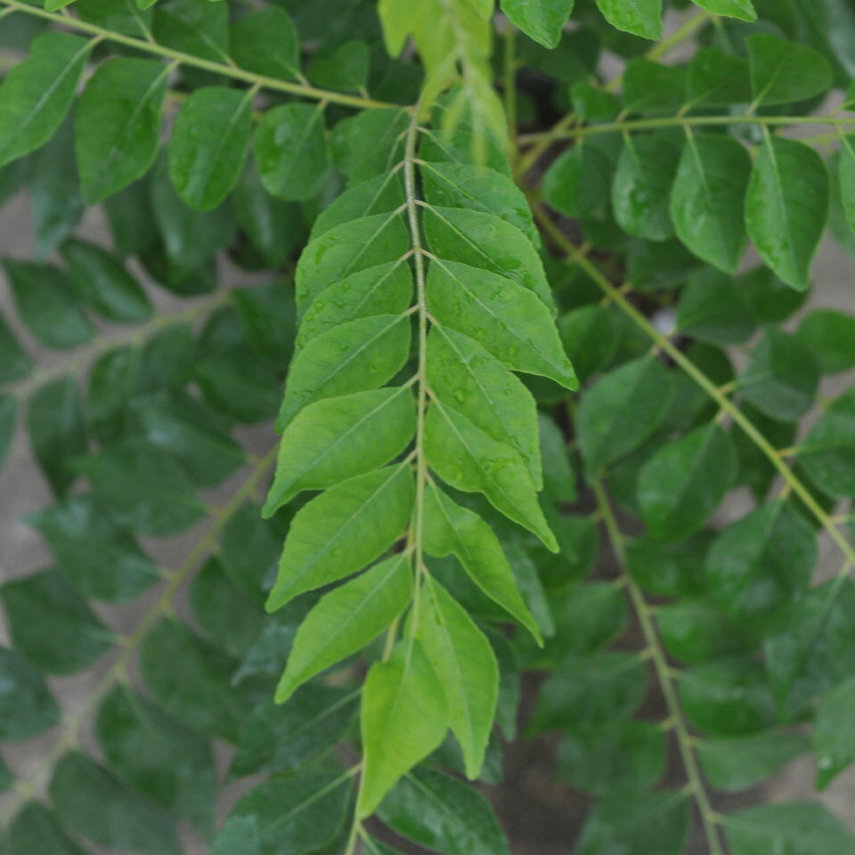 カレーリーフ　アジアンハーブ　9cmポリポット　苗　　カレーの木　ハーブ　園芸　ガーデニング