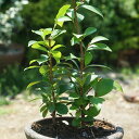 サカキ 苗木 3.5号 1株 ホンサカキ 本榊 真榊 榊 さかき Cleyera japonica 常緑高木 植木 苗 庭木 生垣 園芸 ガーデニング 神事 仏事