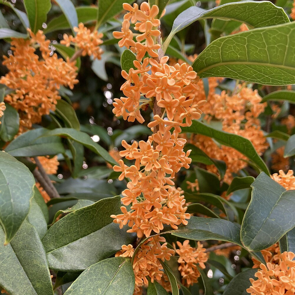 金木犀　キンモクセイ　苗木 5号　1株　秋の訪れを告げる香り　シンボルツリー　芳香　常緑樹　庭木　..