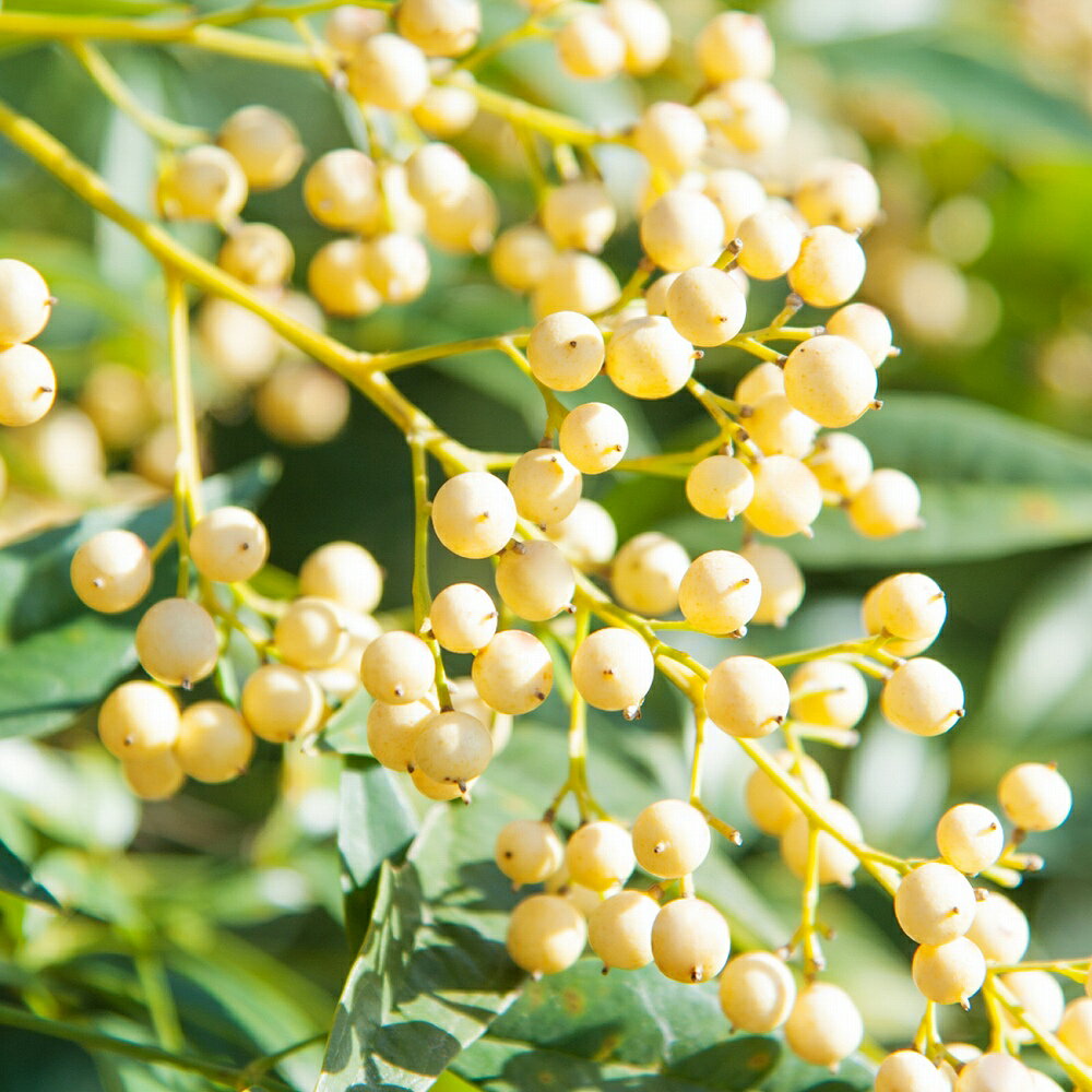 南天（ナンテン） 白 5号 15cmポット苗 1株 白実 白南天 庭木 縁起の良い木 生垣 初心者でも育てやすい はなみどり