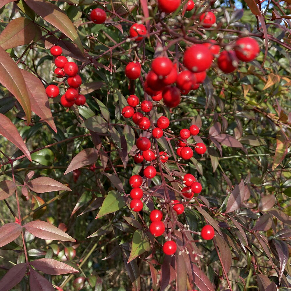 南天（ナンテン） 赤 5号 15cmポット苗 1株 赤実 赤南天 庭木 縁起の良い木 生垣 初心者でも育てやすい はなみどり