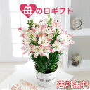 ユリ 花の鉢植え（母の日向き） 母の日　【産地直送】　ユリ　シュガーラブ　5号鉢　ギフト　プレゼント　お母さん　鉢植え　鉢花　母の日花　母の日ギフト　育てやすい花　カーネーション以外　母の日人気花　おすすめ母の日　新発売母の日 送料無料