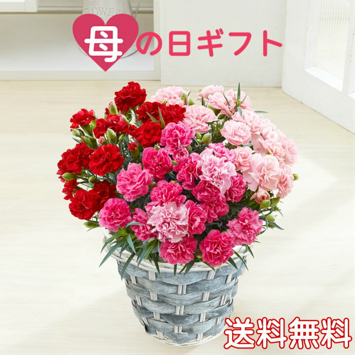 母の日　【産地直送】　カーネーション　赤・桃・薄桃　3色植え　6号鉢　ギフト　プレゼント　お母さん　鉢植え　鉢花　母の日花　母の日ギフト　育てやすい花　母の日人気花　おすすめ母の日　送料無料のサムネイル