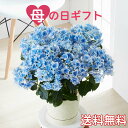 紫陽花 コンペイトウ 母の日　【産地直送】　アジサイ　コンペイトウ　スマイルブルー　紫陽花　金平糖　あじさい　ギフト　プレゼント　お母さん　母の日花　母の日ギフト