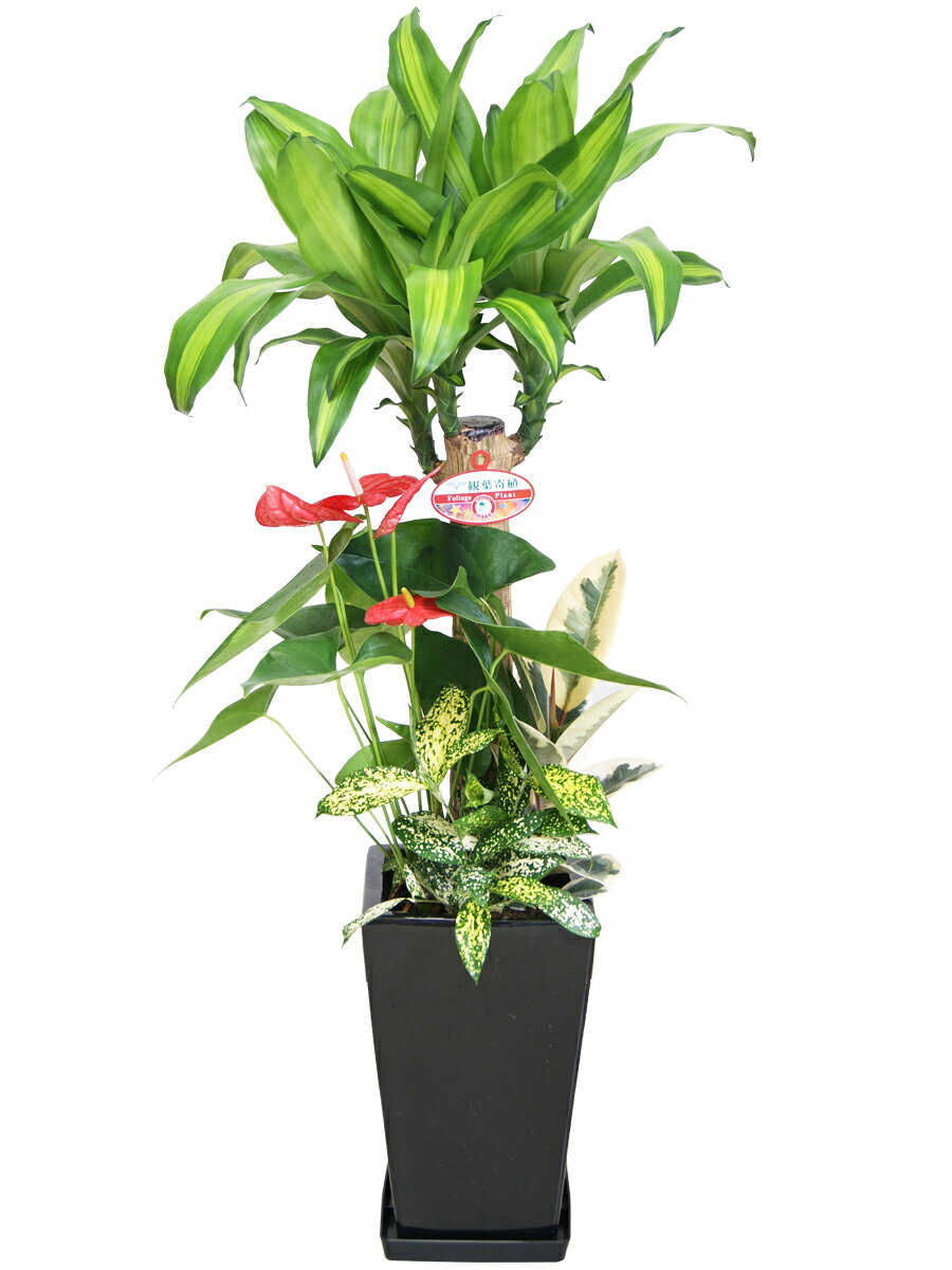 観葉植物　ドラセナ　マッサン　寄せ植え　7号　陶器鉢　1鉢　ギフト