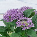 ペンタス ドリームスター ブルー 3.5号 1株 Pentas lanceolata Pentas lanceolata 'Dreamstar Blue' Star cluster クササンタンカ 半耐寒性多年草 花苗 園芸 ガーデニング(4)