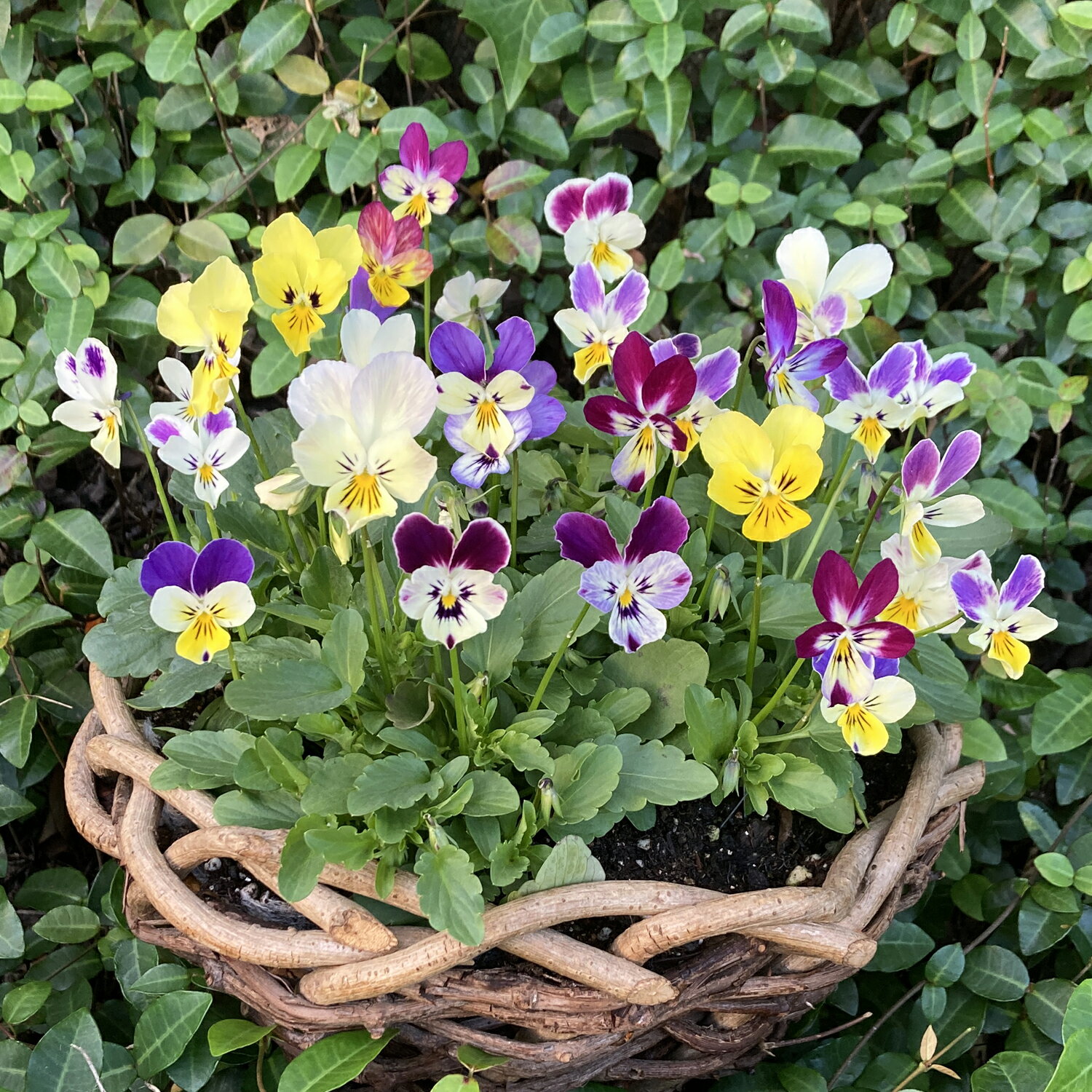 ビオラ　HIRAOミックス　9cmポリポット　花色ミックス　選べるセット数　セット　Viola　花苗　はなみ..