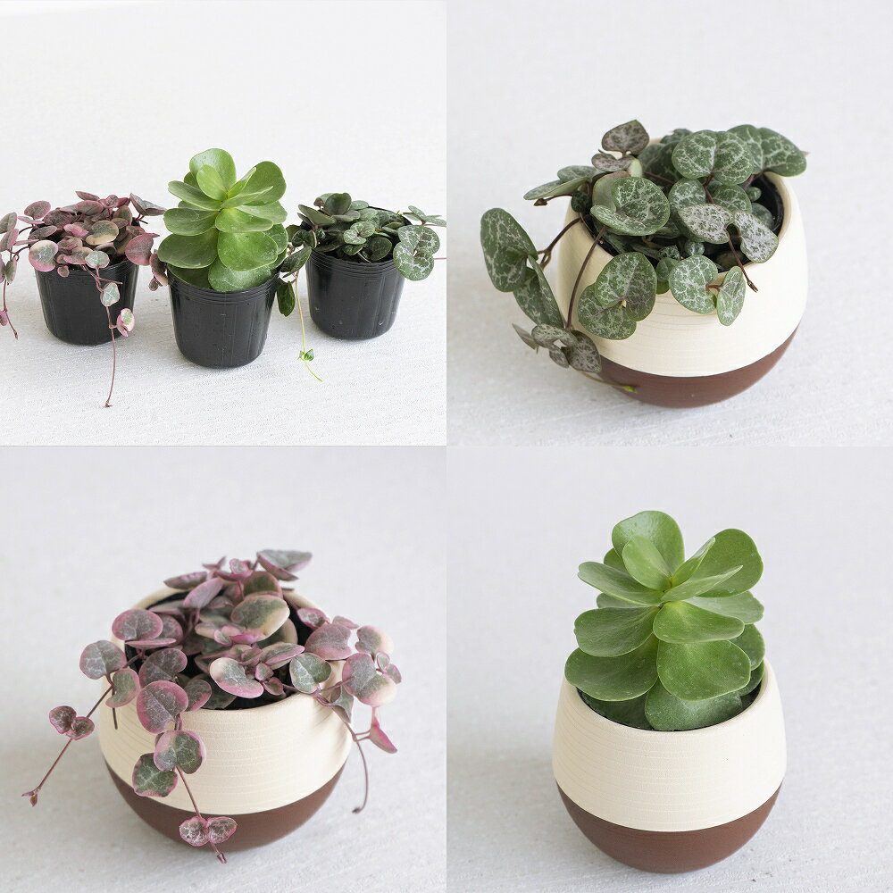 楽天市場】ハートカズラ（花・観葉植物｜花・ガーデン・DIY）の通販