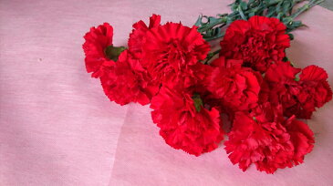 切花　一輪　カーネーション　赤色　1本　＋300円で花束になります。備考欄に花束希望と書いてください。