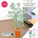 【スターターセット付】アカシア・ベイリアナプルプレア 7号 茶鉢【観葉植物/インテリア/おしゃれ/ナチュラル/鉢植え/贈り物/楽天/通販/ミドルサイズ/ブラウン...