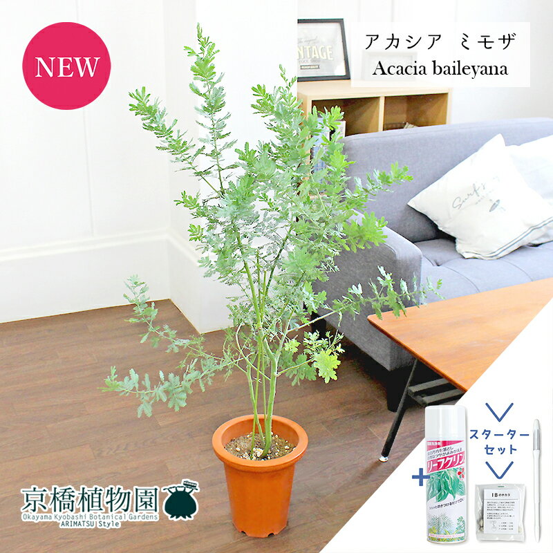 【スターターセット付】アカシア・ミモザ(銀葉アカシア) 7号 茶鉢【観葉植物/インテリア/おしゃれ/ナチュラル/鉢植え/贈り物/楽天/通販/ミドルサイズ/ブラウン/寒さに強い/人気商品/ギフト/プレゼント/サスティー/SUSTEE/リーフクリン/IBのチカラ】【大型】