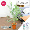 【スターターセット付】アカシア・ミモザ(銀葉アカシア) 7号 茶鉢【観葉植物/インテリア/おしゃれ/ナチュラル/鉢植え/贈り物/楽天/通販/ミドルサイズ/ブラウ...