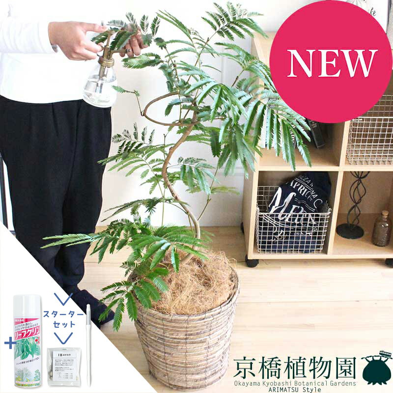 ネムノキ/エバーフレッシュ8号バス...