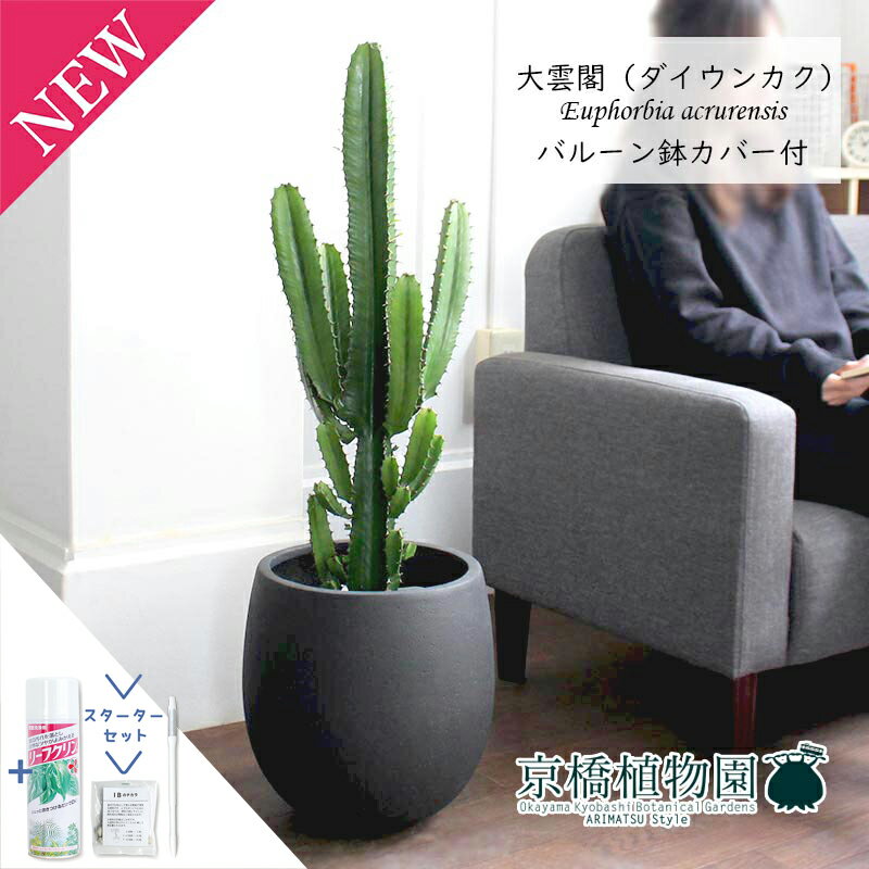 【スターターセット付】大雲閣（ダイウンカク）7号【バルーン鉢カバー付き/アンティークブラウン】【ミ..