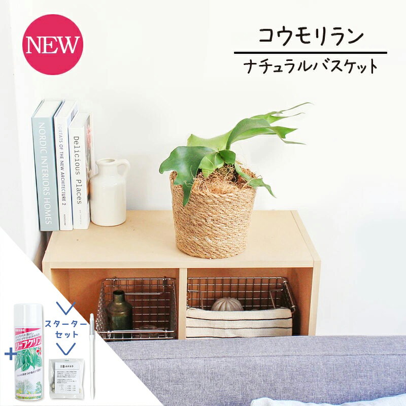 コウモリラン・ビフルカツム5号