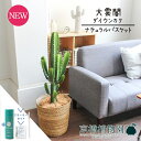 【5日はP5倍!】【SSクーポンあり】【スターターセット付】【ナチュラルバスケット鉢カバー】大雲閣(ダイウンカク)7号【受け皿付】【ミドルサイズ/インテリア/お祝い/開店祝い/引越祝い/新築祝い/ギフト/プレゼント/育てやすい/観葉植物/楽天/通販/大型】