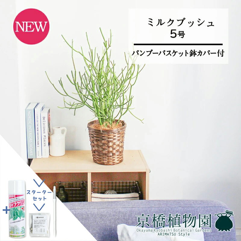 【30日はP5倍！】【SS特価品】【スターターセット付】【バンブーバスケット鉢カバー】ミルクブッシュ(青珊瑚)　5号【受け皿付】【スモールサイズ/竹製/カゴ付/ブラウン/ギフト/プレゼント/お祝い/育てやすい/観葉植物/楽天/通販/サスティー/SUSTEE/リーフクリン/IBのチカラ】