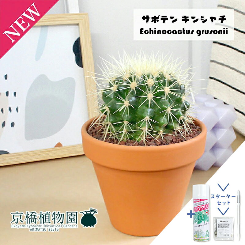 【30日はP5倍！】【スターターセット付】サボテン 金鯱（キンシャチ） 3.5号【植物 インテリア おしゃれ 人気 引越し祝い 開店祝い 新築祝い お祝い 楽天 通販 鉢植え観葉 ギフト プレゼント スモールサイズ/サスティー/SUSTEE/リーフクリン/IBのチカラ】