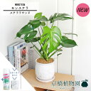 【スターターセット付】【ステララウンド:Lサイズ/陶器鉢】モンステラ 【受け皿付き】5G【シンプル ミドルサイズ エキゾチック 個性的 御祝 引越し祝い 開店祝...