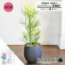 【30日はP5倍!】【スターターセット付】【バルーン鉢カバー付き/アンティークブラウン】ミルクブッシュ(青珊瑚)7号【ミドルサイズ/インテリア/お祝い/開店祝い/引越祝い/新築祝い/ギフト/プレゼント/育てやすい/観葉植物/楽天/通販/大型】
