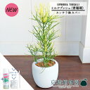 【スターターセット付】【カンサラ鉢カバー付き/ホワイト】ミルクブッシュ（青珊瑚）7号【観葉植物植物【大型】