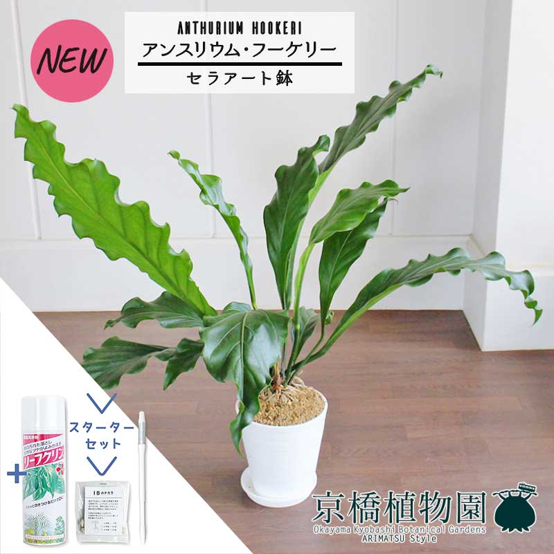 楽天花のアリマツ楽天市場支店【1日はP7倍！】【スターターセット付】【白セラアート鉢】アンスリウム・フーケリー　7号【観葉植物/インテリア/おしゃれ/ナチュラル/鉢植え/贈り物/楽天/通販/ミドルサイズ/シンプル/人気商品/ホワイト/割れない/サスティー/SUSTEE/リーフクリン/IBのチカラ】【大型】