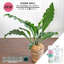 【15日はP5倍!】【スターターセット付】【バスケット鉢カバー/ブラウン】アンスリウム・フーケリー 7号【観葉植物/インテリア/おしゃれ/ナチュラル/鉢植え/贈り物/楽天/通販/ミドルサイズ/シンプル/人気商品/茶/サスティー/SUSTEE/リーフクリン/IBのチカラ】【大型】