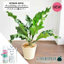 【スターターセット付】【バスケット鉢カバー/アイボリー】アンスリウム・フーケリー 8号【観葉植物/インテリア/おしゃれ/ナチュラル/鉢植え/贈り物/楽天/通販/ミドルサイズ/シンプル/人気商品/ホワイト/サスティー/SUSTEE/リーフクリン/IBのチカラ】【大型】