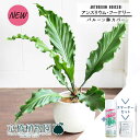 【スターターセット付】【バルーン鉢カバー付き/アンティークホワイト】アンスリウム・フーケリー 8号【観葉植物/インテリア/おしゃれ/ナチュラル/鉢植え/贈り物/楽天/通販/ミドルサイズ/ホワイト/シンプル/人気商品/サスティー/SUSTEE/リーフクリン/IBのチカラ】【大型】